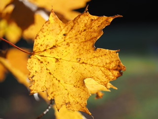 closeup of golden maple leaf foliage