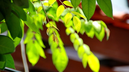 Close up beautiful view of nature green leaves on blurred greenery sky background with sunlight in public garden park. It is landscape ecology and copy space for wallpaper and backdrop