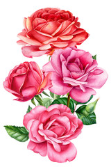 bouquet of roses on an isolated white background, watercolor hand drawing, botanical painting