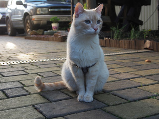Fototapeta premium Cat sitting on a stone platform near the house.