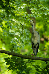 Graureiher im Laubwald