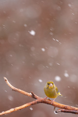 verdier sous la neige