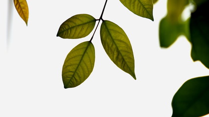 Close up beautiful view of nature green leaves on blurred greenery sky background with sunlight in public garden park. It is landscape ecology and copy space for wallpaper and backdrop