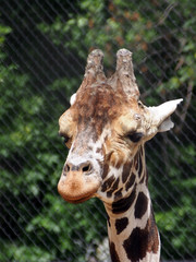 African giraffe in the aviary, portrait, close-up on a blurred background.