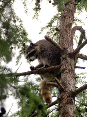 Raccoon sits among greenery on the thick branches of the larch against the clear sky.