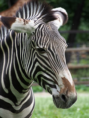 Fototapeta na wymiar Portrait of Zebra (Hippotigris), close-up. Black and white Zebra, portrait, close-up on a blurred background.