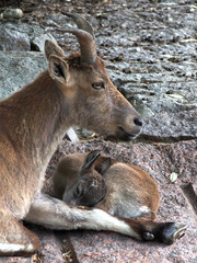 The female horned goat, markhor, guarding the sleeping kid.
