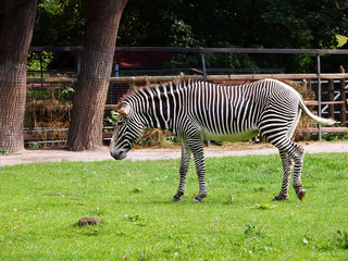 Black and white Zebra grazing on a green lawn.