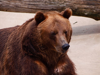 Fototapeta na wymiar Brown bear basking in the sun after hibernation. Close up.