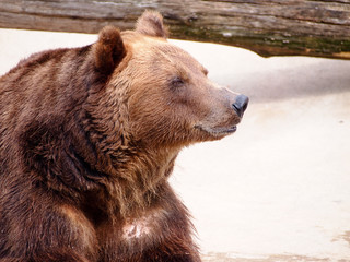 Plakat Brown bear basking in the sun after hibernation. Close up.