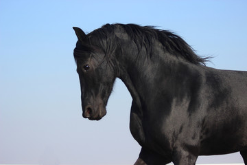 a beautiful portrait of a black Friesian breed horse assembly, collection, training the collection...