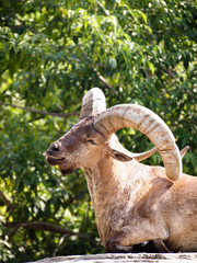 Mountain tour is heated in the spring sun resting on the rock, against the background of green vegetation.
