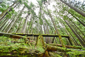 Norvan falls hike in north Vancouver