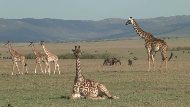 Baby giraffes passing by one of their sitting mother as the other mother watches standing by.
