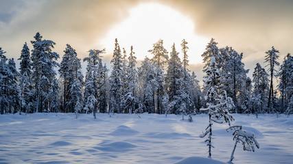 Lapland landscape in Pyhä