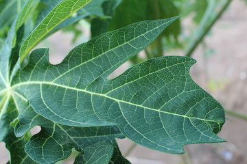 Green natural papaya leaf texture background for close up - Image