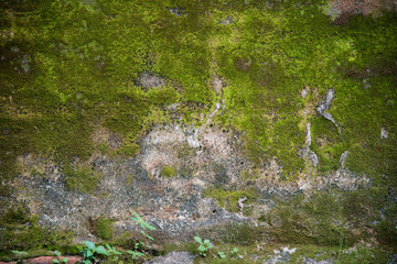 Texture of old wall with moss