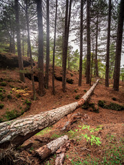 foresta 6