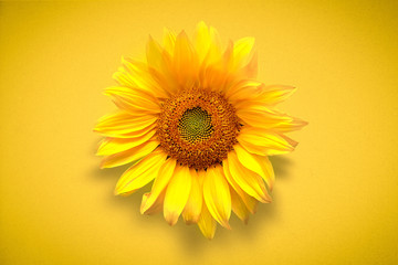 Obraz premium Flower card of sunflower on vivd yellow background. Flat lay, top view, copy space. Autumn or summer Concept of harvest time or agriculture. Sunflower natural background.