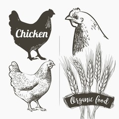 Fototapeta na wymiar Vector set. Hen and Rooster. Black and white silhouette and engraving sketch. Male and female chickens head. Vintage realistic illustration.