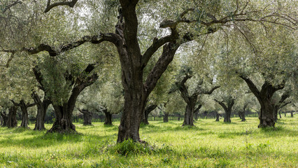 Olive Grove Greek Tree