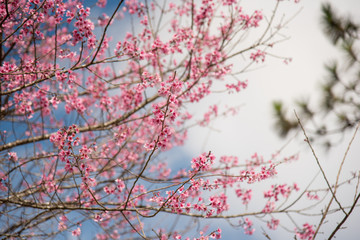 Wild Himalayan Cherry flowers