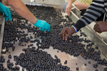 hand sorting the grapes steel modern winery machine with red grape