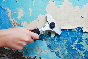 Hand with scraper peels off a layer of cracked blue paint on the wall in the apartment. Repair concept - obrazy, fototapety, plakaty