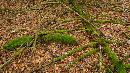 Totholz auf Waldboden