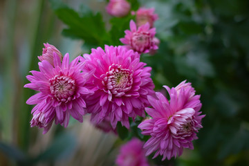 pink chrysanthemums on a blurred natural background.