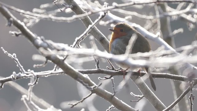 Robin, Small Song Bird, Singing, Steam Coming Out Of Beak, Perched In Frosty Winter Bush, Backlit.