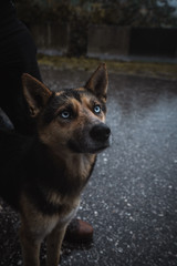 street dog in georgia