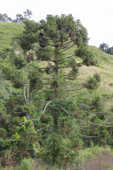 Campos