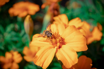 bee on an orange flower