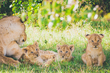 Lioness and three newborn cubs laying in the grass an relaxing. Lions, wildlife, africa, predators,...