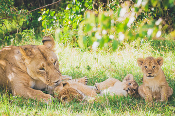 Lioness are washing her newborn cub, brother and sister are playing in the grass. Lioness, newborn cub, lions, predators, wildlife, africa safari concept.