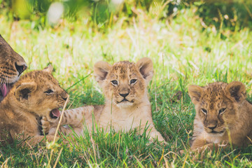 Obraz na płótnie Canvas Lion cubs are relaxing in the bushes, lioness are washing her baby. Brothers and sisters, wildlife, beautful moment, animals, lion concept.