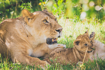 Lioness and cub relaxing in the grass. Wildlife, animals, cub, lioness concept.