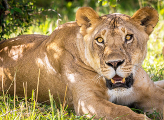 Closeup portrait of a beautiful lioness relaxing in the shadows. Masai Mara/Kenya/Africa. Wilderness, wildlife, lioness, big five, safari concept.