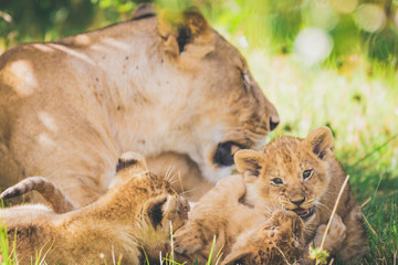 Lioness and cubs in Masai mara in Africa. Playing, newborn, animals, cubs, wildlife.