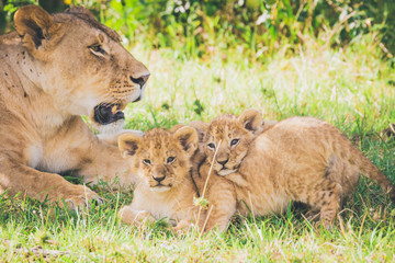 Fototapeta na wymiar Lioness and playful cubs in Africa. Predators, killers, freedom, animals, wildlife concept.
