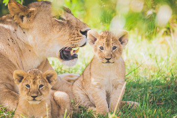 Lioness and cubs in Africa. Wildlife, safari, wild animals, cubs, family, mother and sons, predator concept.