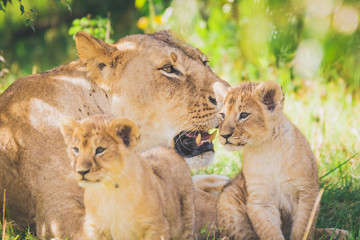 Lioness and cubs in Africa. Wildlife, safari, wild animals, cubs, family, mother and sons, predator concept.