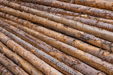 Geschälte Fichtenstämme