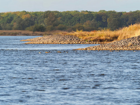 Enten schwimmen im Biosph&auml;renreservat Elbtalaue vor den steinigen Buhnen in der Herbstsonne