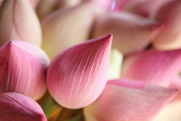 soft focus of pink lotus flower background