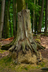 Alter Baumstumpf im Wald