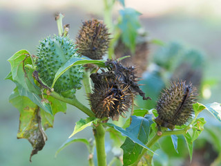 Datura, Stechapfel, heimische Pflanzen f&uuml;r Insekten, Fr&uuml;chte und Bl&auml;tter nach der Bl&uuml;te