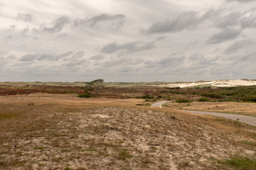 Brickroad through a dune landscape with a tree and sanddunes