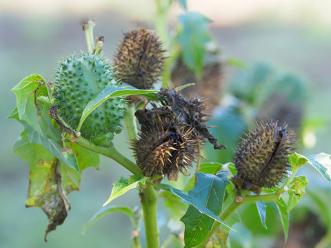 Datura, Stechapfel, heimische Pflanzen f&uuml;r Insekten, Fr&uuml;chte und Bl&auml;tter nach der Bl&uuml;te